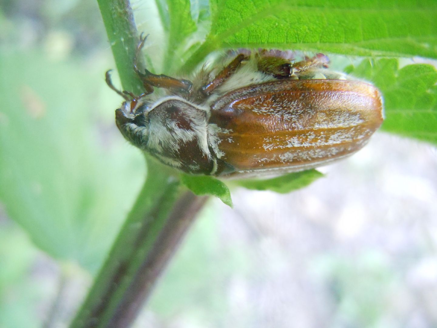 Melolonthidae: Melolontha pectoralis, femmina